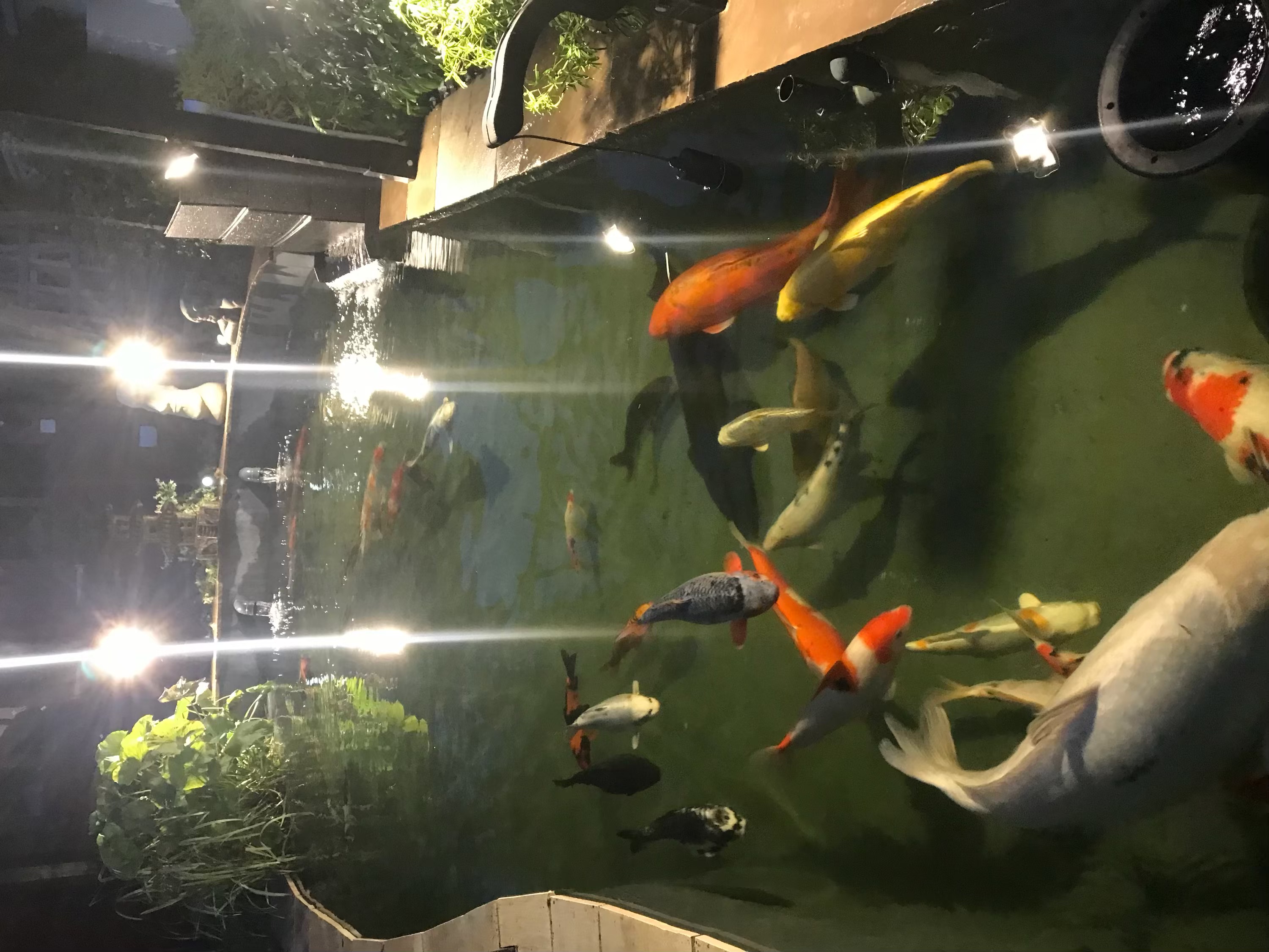 Koi Ponds