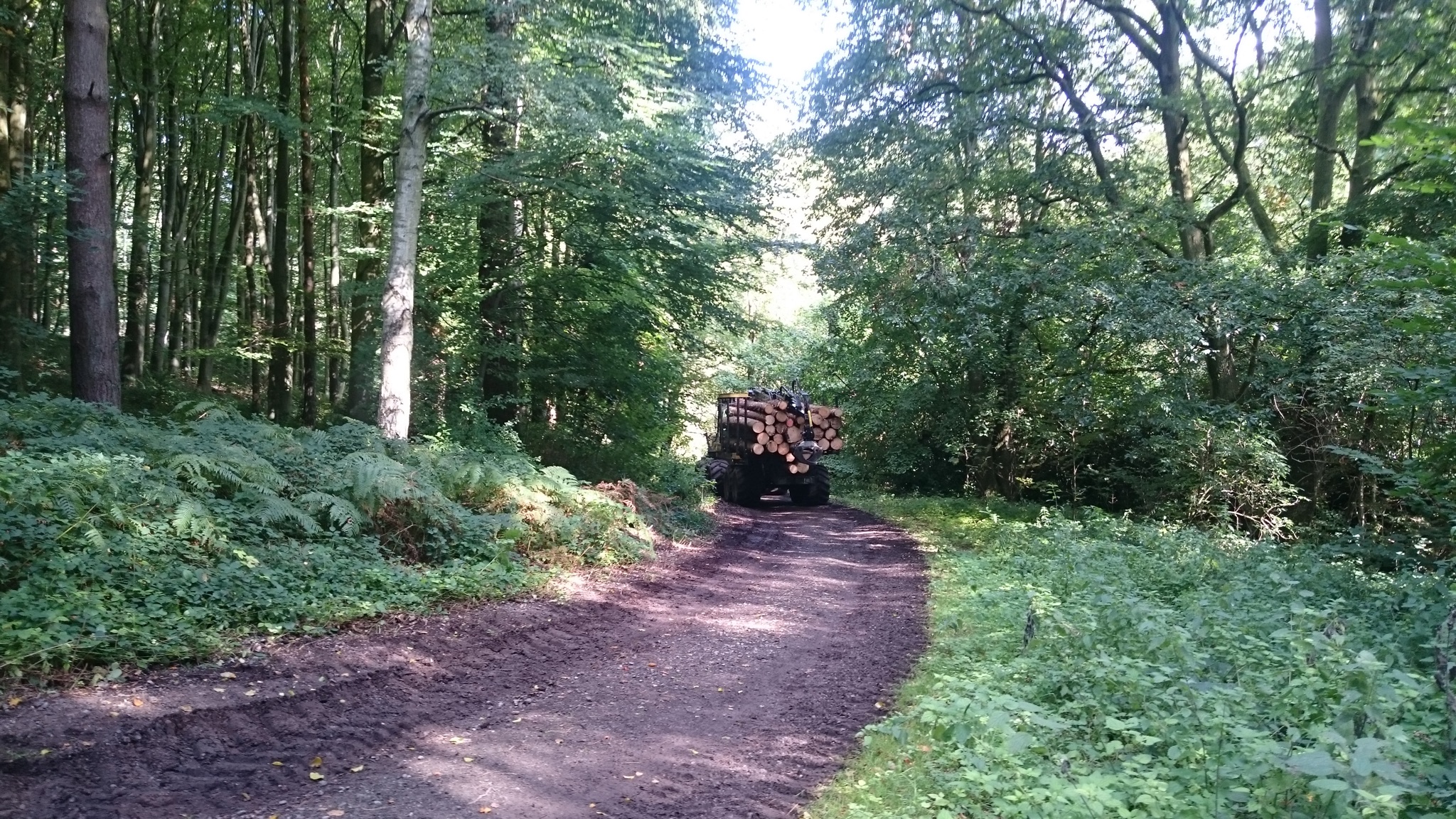 Woodland Tracks