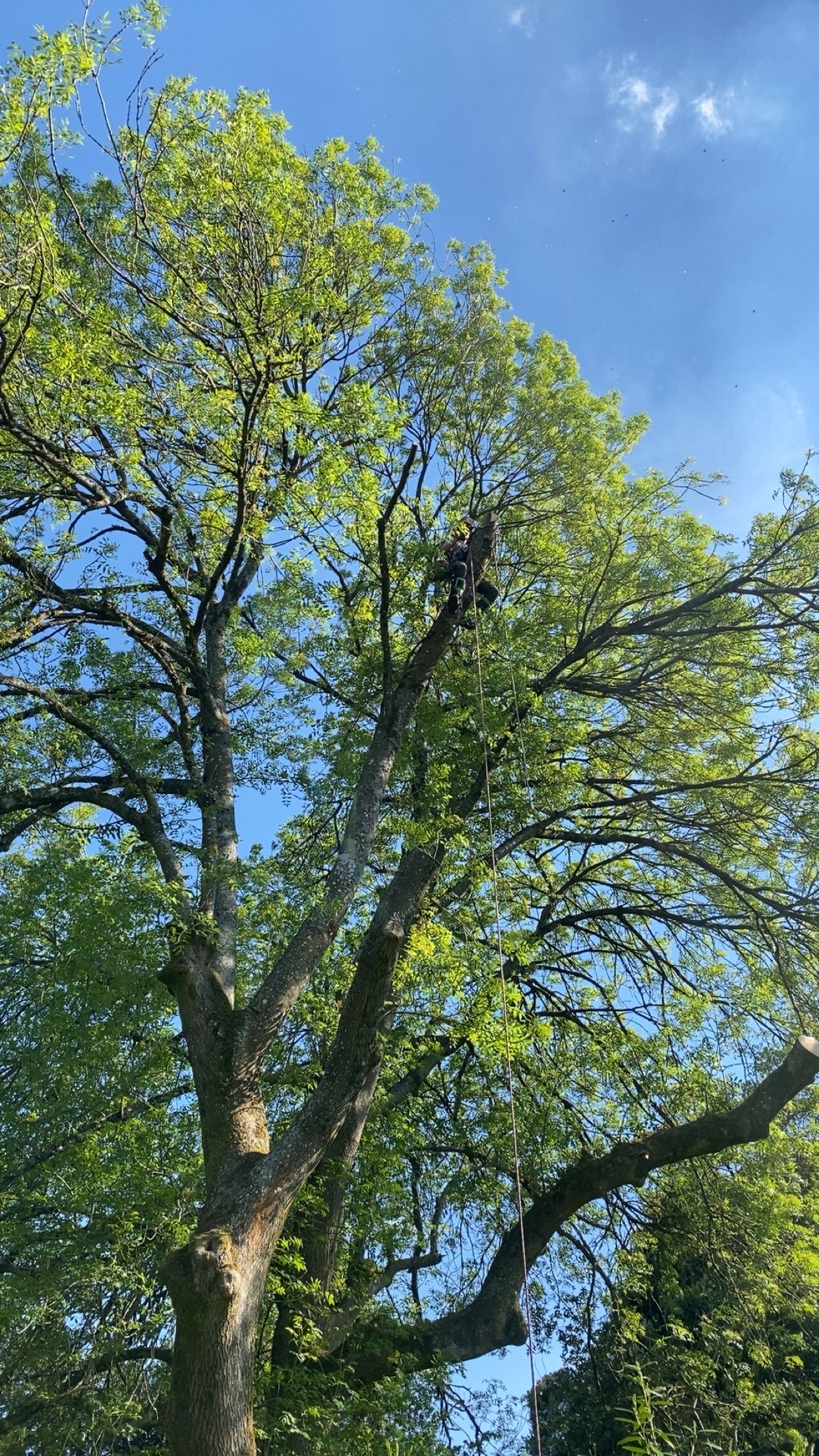Tree Surgery in Dorset by P&D Landscapes